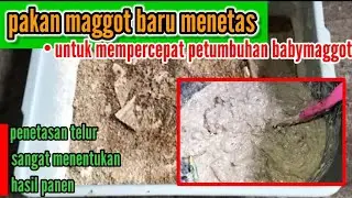 Tips Pakan Maggot Baru Menetas | Budidaya Maggot BSF