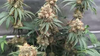 Bruce Banner #3 Week 8 Flower