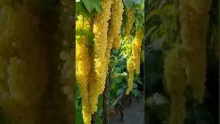 wow colour grapes 🍇 subscribe 🔴👆#shorts #grape #wow #fruits