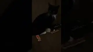 PITCAT TRYNA BAKE BREAD