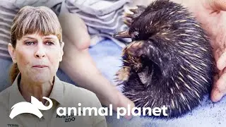 Equipe cuida de quatro filhotes de equidna | A Fam&iacute;lia Irwin | Animal Planet Brasil