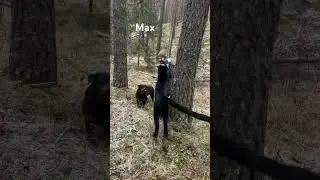 Best trickster #funny #viral USA