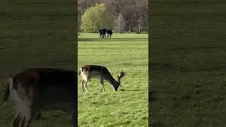 #deer #animals #nature #park #richmondpark #richmond #london #uk