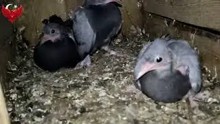 GÜNEŞ,SICAK,LEĞEN,SU VE BANYO GÜVERCİNLERİN KEYİFLERİ YERİNDE.
