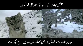 ہنزہ میں نایاب سنو لیپرڈ کی تاریخی جھلک  ماں اور تین بچے ایک ساتھ