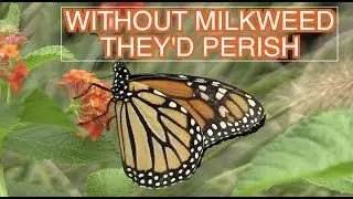 Monarch Butterflies Need Milkweed and Native Flowers: NARRATED