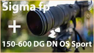 Sigma fp: a naturalist's photo video camera? Filming with one lens 150-600 DG DN OS Sport  + TC-1411