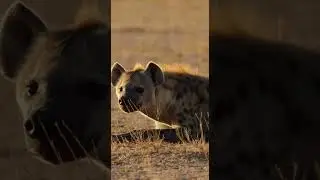 Can a Hyena Take Down a Lion? 🦁💥 #animalshorts #wildlife #danger