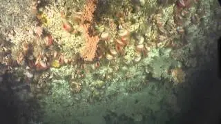 Cold water corals