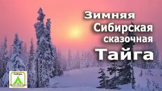 Fabulous winter Siberian taiga