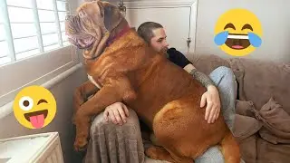 Best Funny Animal Moments That Made 2025 😂 Funniest Dogs Video 🐾 #3