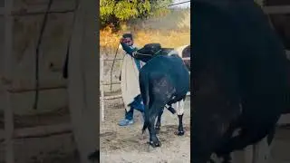 mashallah abdulrehman catl farm and diry farm D I k