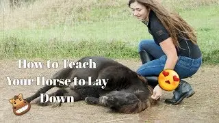 How to Teach Your Horse to Lay Down (NO ROPES!!!)