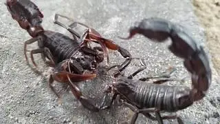 Androctonus crassicauda 20190803 112017