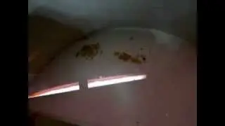 Eitjes Rasbora Galaxy/Eggs Pearl danio