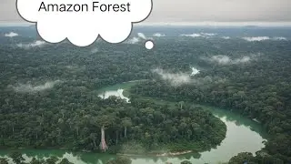 Amazon forest 🌳#shorts 