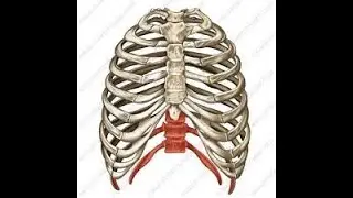 Thorax Lecture - P2