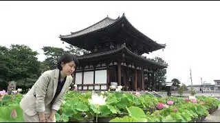 奈良市ニュース　見頃の蓮を特集！奈良の蓮 名所めぐり