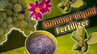Summer Energy drink for plants #gardening #liquid fertilizer #beautiful #flowers