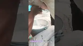 #cow#milk#time9:30#farming#subscribe#short🐄🐄💯✅ video#trending#video 🐄🐄🐄