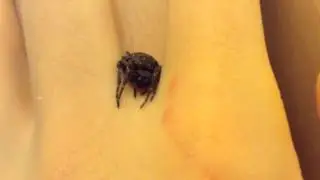 Nuctenea Umbratica in between my fingers!