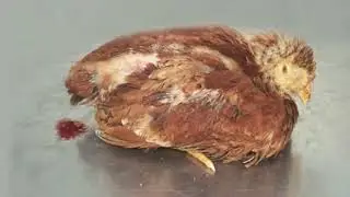 Caplak Burung:  Parasit Haus Darah yang Bisa Menyerang Manusia  |Mikro Monster|