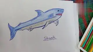 How to Draw a Shark 🦈🦈.. Easy Shark Drawing Tutorial...