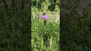 Silver-spotted skipper on some thistle                    #butterfly #thistle #nature #encouragement