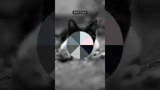 pussy colour grading 🐱