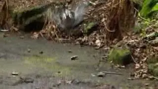 Pittencrief Park