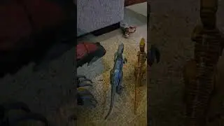 Bluey Dinosaur Reenactment 🦕 | 15-Second Pretend Play Fun!