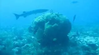 Barracuda - Sea Experience Scuba Diving