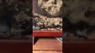 Sugar Ant care and tips