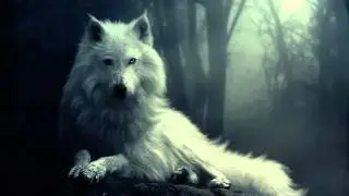 💜 Voimaeläinmeditaatio - Valkea susi