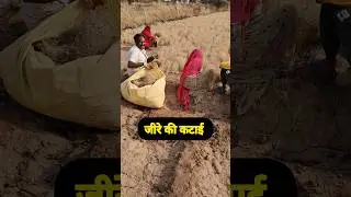 When and how to harvest cumin || Cumin crop in Nagaur Rajasthan