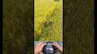 Drone prank with fox 🦊😜😁।। drone prank gone wrong#funny#shortsfeed#trending#prank