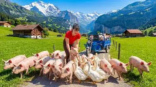 TIMELAPSE -- Buy Many Giant Piglets & Ducklings from Abandoned Farm | Cooking Marinated Black Pork