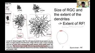 Eye to brain & Receptive fields of neurons