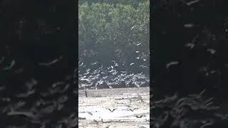 Thousands of Terns (Ribuan Dara Laut).   #birds #mangrove#shorts