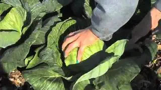 Lewis Ginter Fall 2011 Community Kitchen Garden.m4v