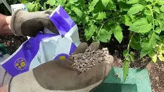 The science of fertilising tomato plants - what they need as they grow