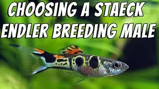 Choosing Best Staeck Endler Breeder Males From Pond - Aquarium Staeck Endlers Guppy Fish Breeding