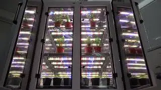 Climate chamber plant growth