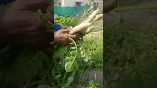 मेरे यहां का टेंपरेचर 0 डिग्री हो गए #minivlog #garden #harvesting