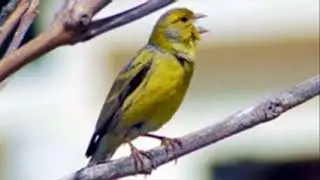 ♫ Canario Silvestre * Serinus Canaria * Canary Wild ஜ