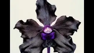 Announcement: MOTES' ORCHIDS is coming to Oregon!