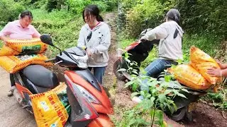 Женщина едет на мотоцикле по крутой горной дороге, перевозя тысячи килограммов удобрений.