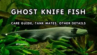 BLACK GHOST KNIFE FISH DETAILED GUIDE | GHOST FISH CARE TIPS
