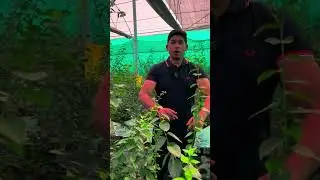 Blueberry Farming Guide: Grow High-Yield, Profitable Blueberries with Expert Tips & Techniques