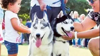 DUBAI PET FESTIVAL - NEVER SEE SO MANY PETS HD